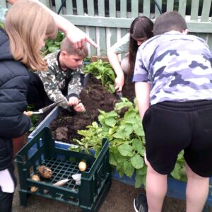 Allotment_gallery (2)